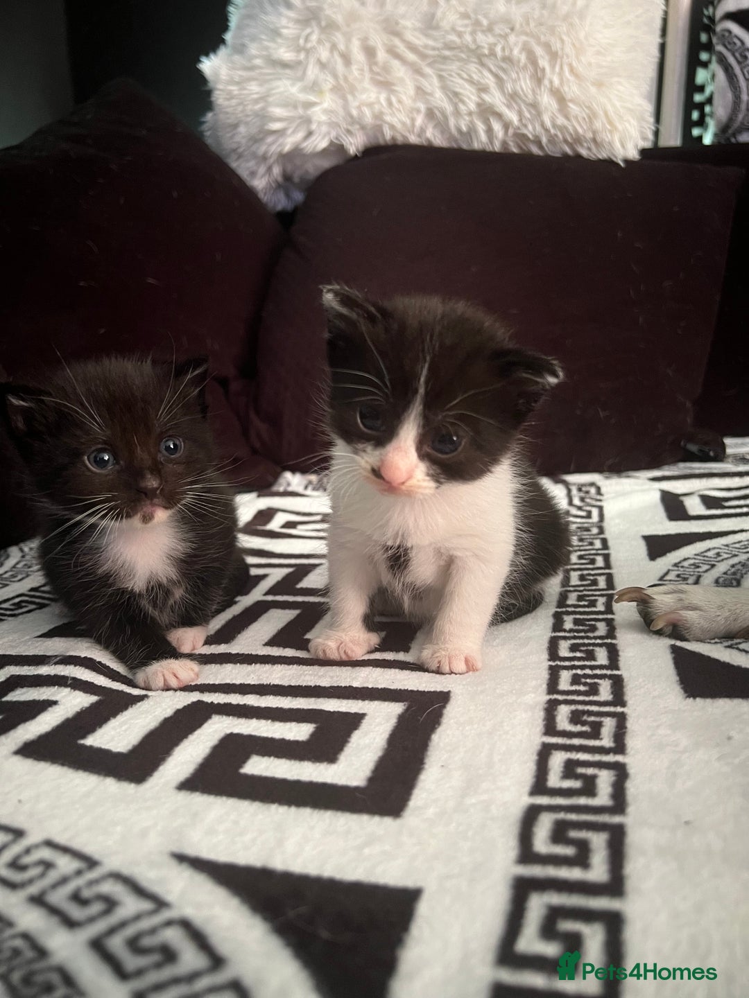 Mixed Breed cats for sale: Toxido kittens  - Image 3
