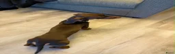 Miniature Dachshund dogs for stud: CHOCOLATE & TAN MINIATURE DACHSHUND — ROLO  - Advert 9