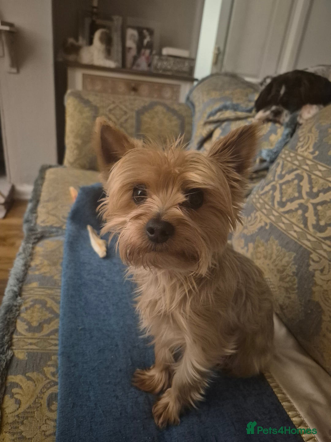 Yorkshire Terrier dogs for stud: Yorkshire terrier. - Advert 3