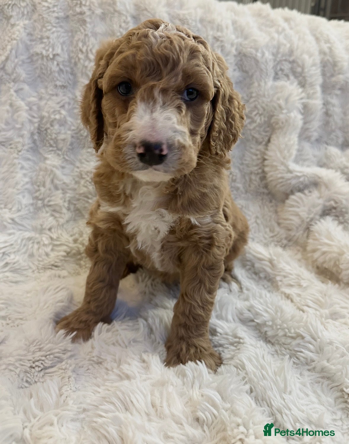 Goldendoodle dogs Beautiful golden doodles  - Advert 3