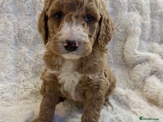 Goldendoodle dogs Beautiful golden doodles - Advert 15