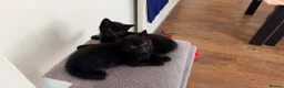 Mixed Breed cats for sale: 4 female kittens  - Advert 6