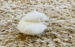 Mixed Breed cats for sale: Turkish Angora x Kittens - Image 3