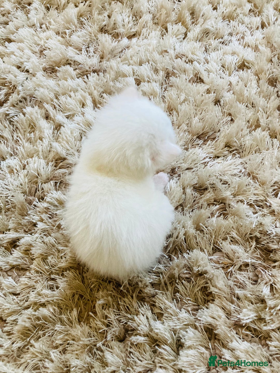 Mixed Breed cats for sale: Turkish Angora x Kittens - Image 3