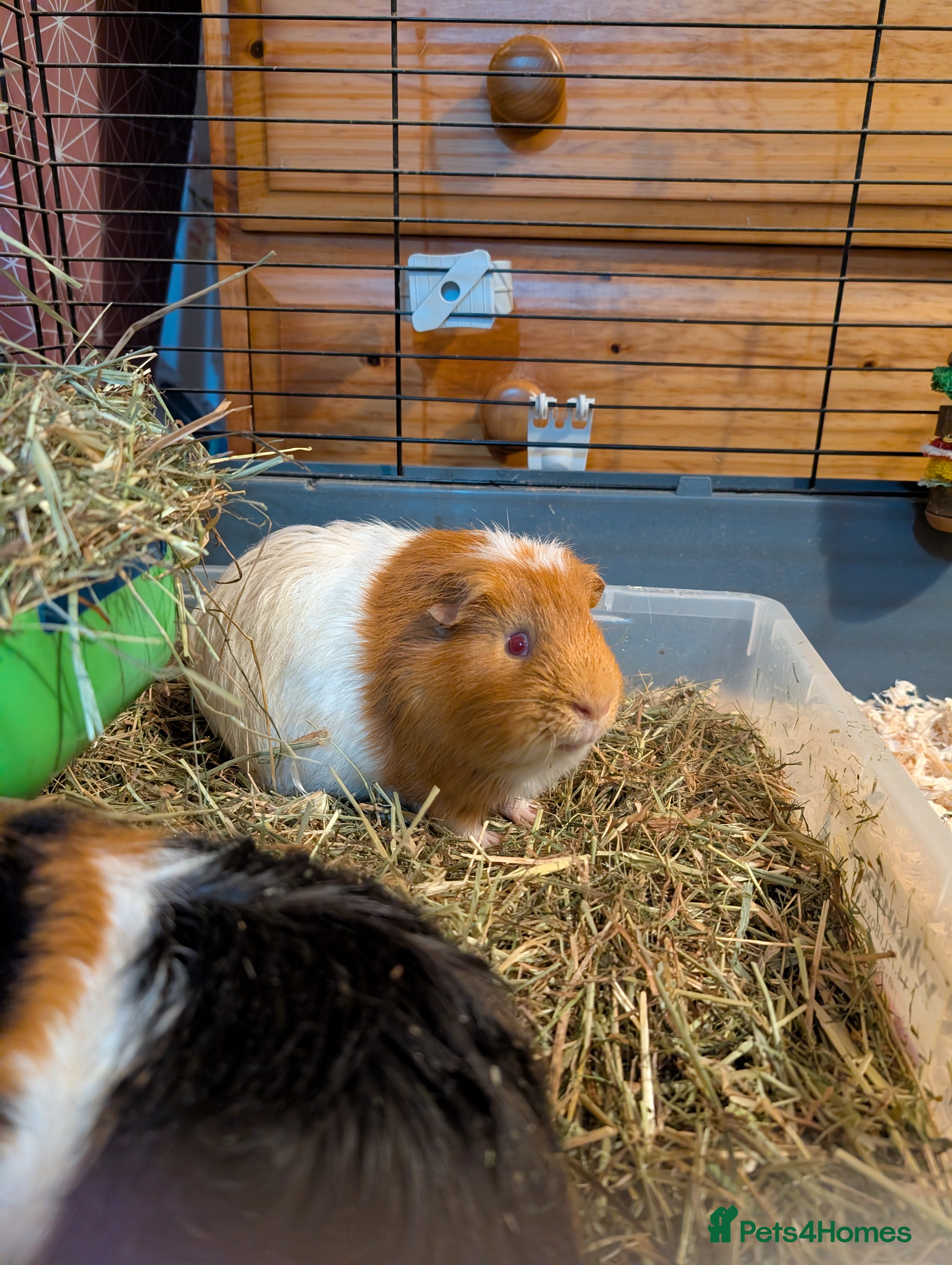Guinea Pig rodents 2x male guinea pigs  - Advert 1