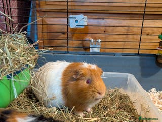Guinea Pig rodents 2x male guinea pigs - Advert 16
