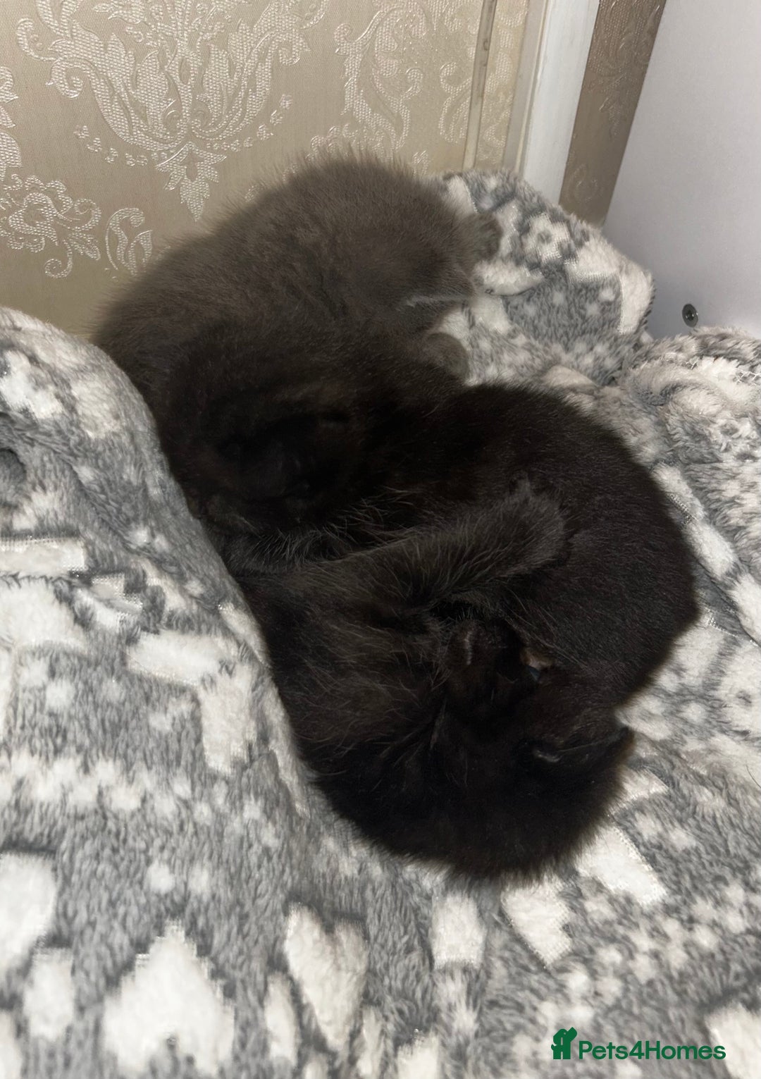 British Shorthair cats for sale: Bombay x British short hair kitten - Advert 13