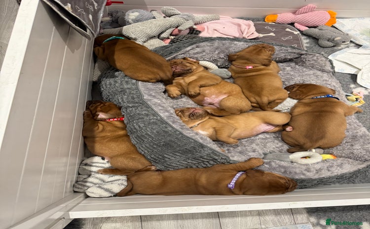 Dogue De Bordeaux dogs - Advert 6