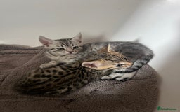 Bengal cats for sale: One remaining Male Bengal for sale - Image 3