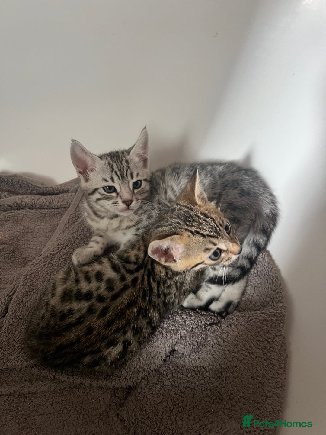 Bengal cats for sale: One remaining Male Bengal for sale - Image 3