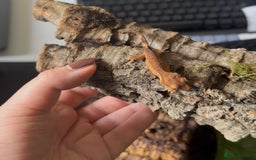 Gecko reptiles for sale: Beautiful Dalmatian Crested Gecko - Image 15