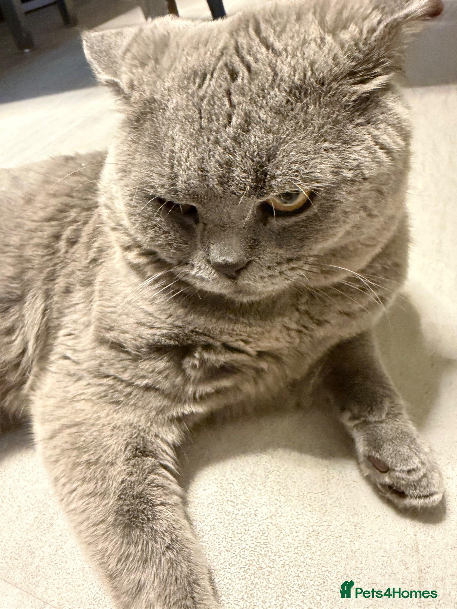 British Shorthair cats Beautiful British Shorthair Kittens  - Advert 2