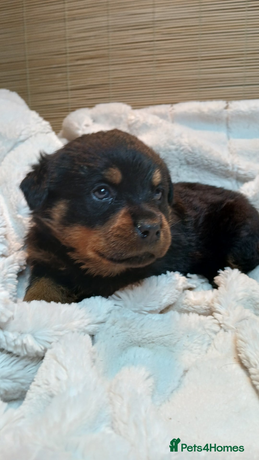 Rottweiler dogs for sale: Rottweiler Puppies for Sale - Advert 5