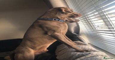 Weimaraner dogs in Oxford - Advert 16