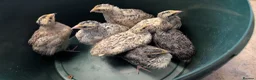 Quail poultry for sale: Quail chicks available  - Advert 2