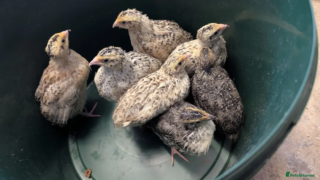 Quail poultry for sale: Quail chicks available  - Advert 2