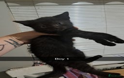 Mixed Breed cats for sale: Lovely kittens waiting for forever homes  - Image 3
