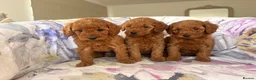Labradoodle dogs for sale: LICENSED BREEDER F2b miniature labradoodles - Advert 28