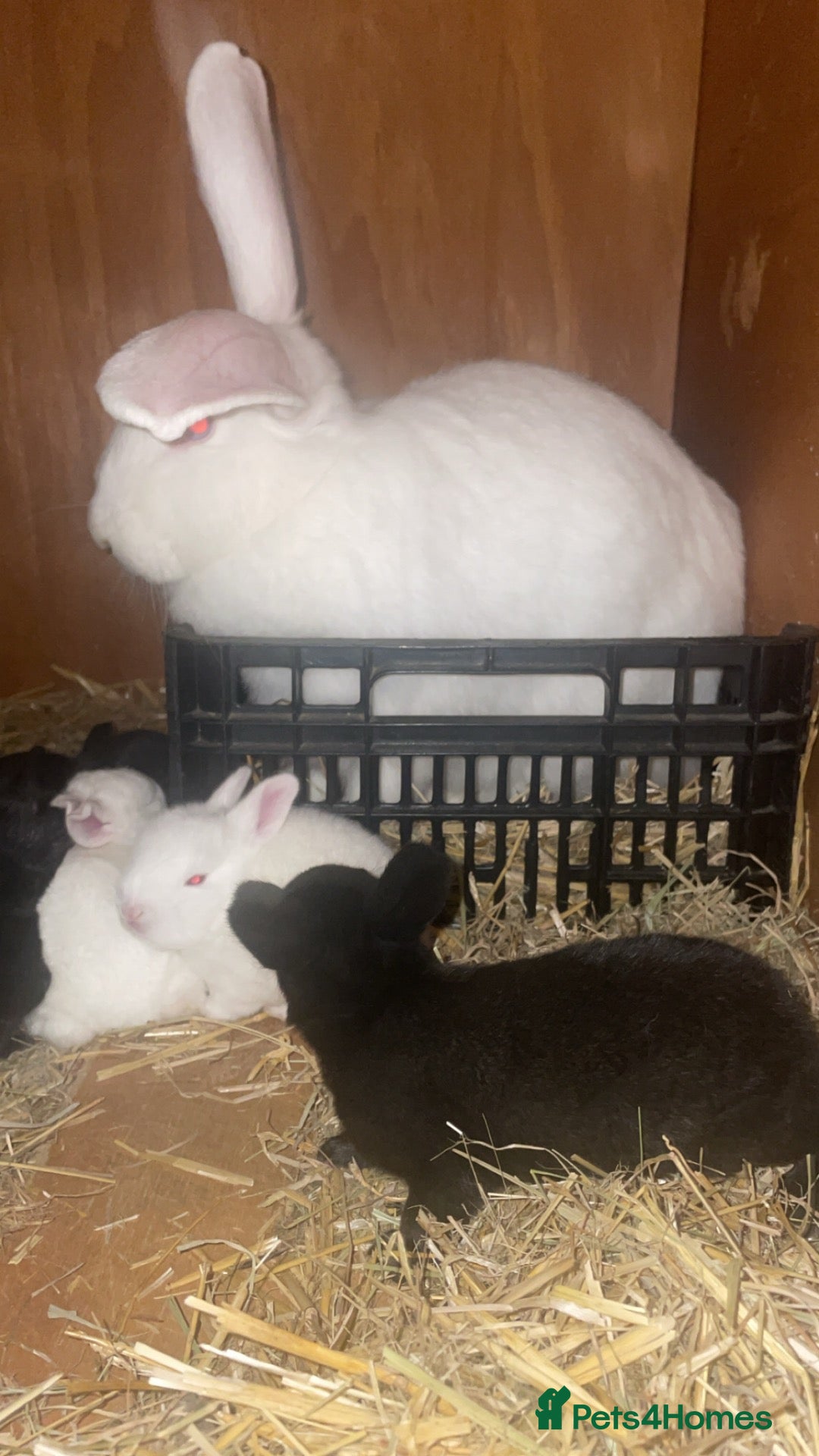 New Zealand rabbits Pure New Zealand - Advert 1