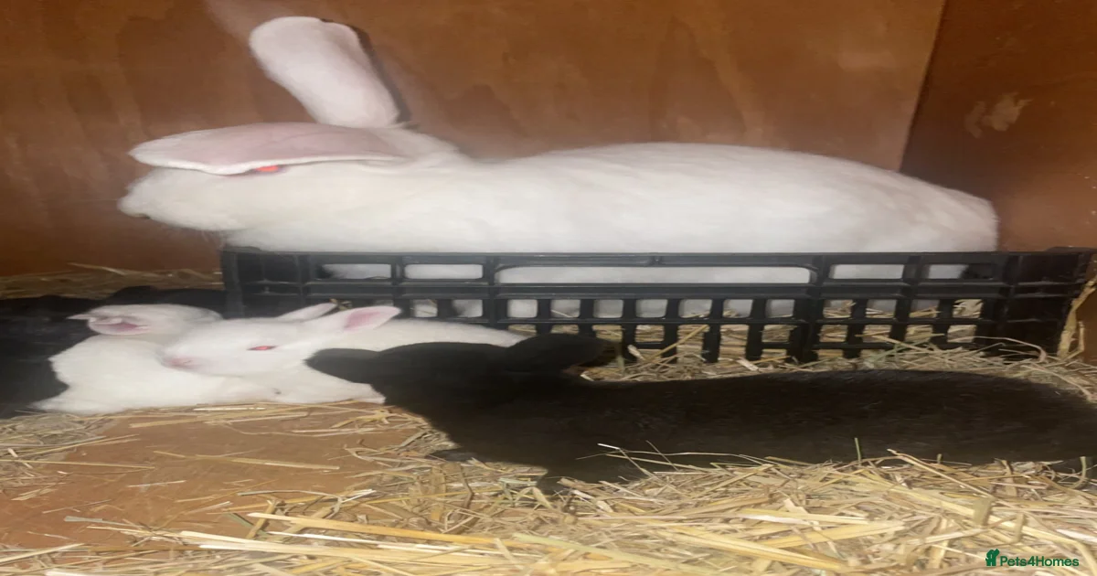 New Zealand Rabbits for Sale for sale in Burton-on-Trent, Staffordshire ...