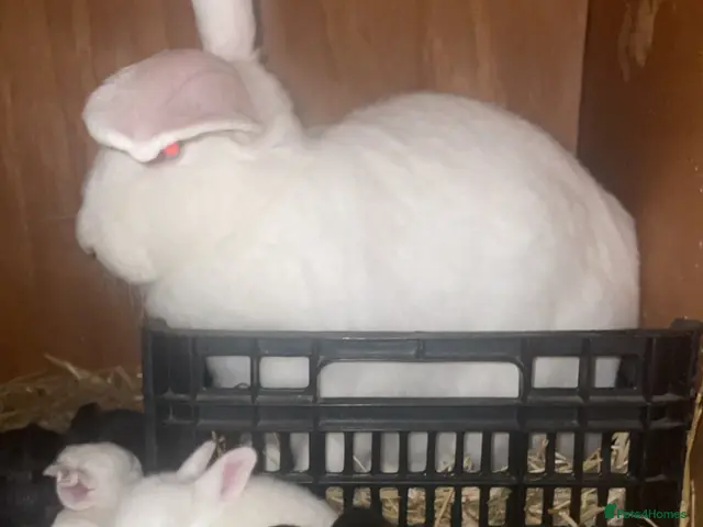 New Zealand rabbits Pure New Zealand - Advert 1