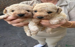 Toy Poodle dogs for sale: Toy Poodle Pups with Lovely Temperaments - Image 22