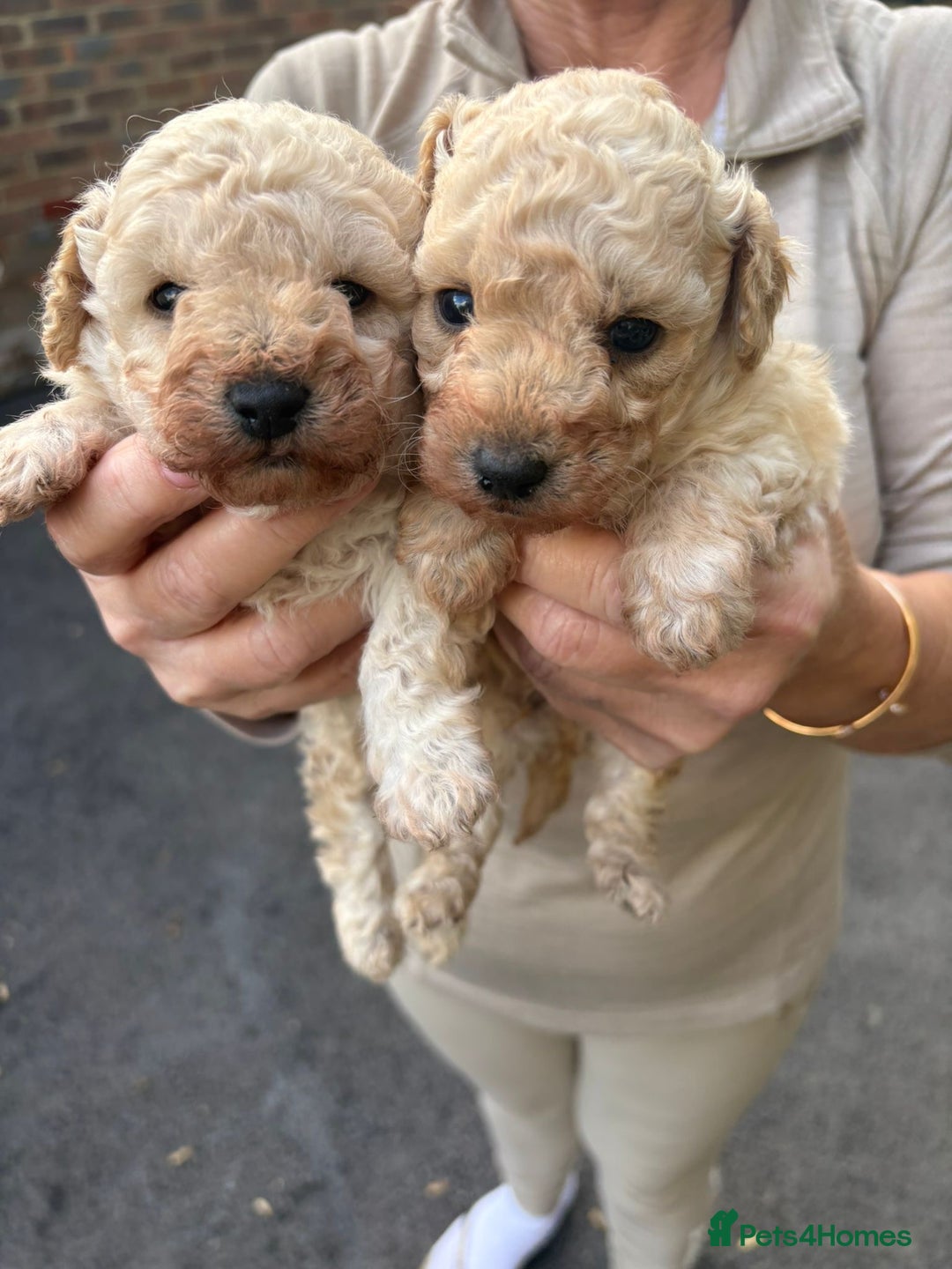 Toy Poodle dogs for sale: Toy Poodle Pups with Lovely Temperaments - Image 22