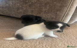 Jack Russell dogs for sale: Beautiful jack Russell terrier puppies  - Image 10