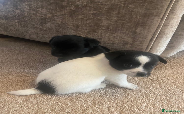 Jack Russell dogs - Advert 2