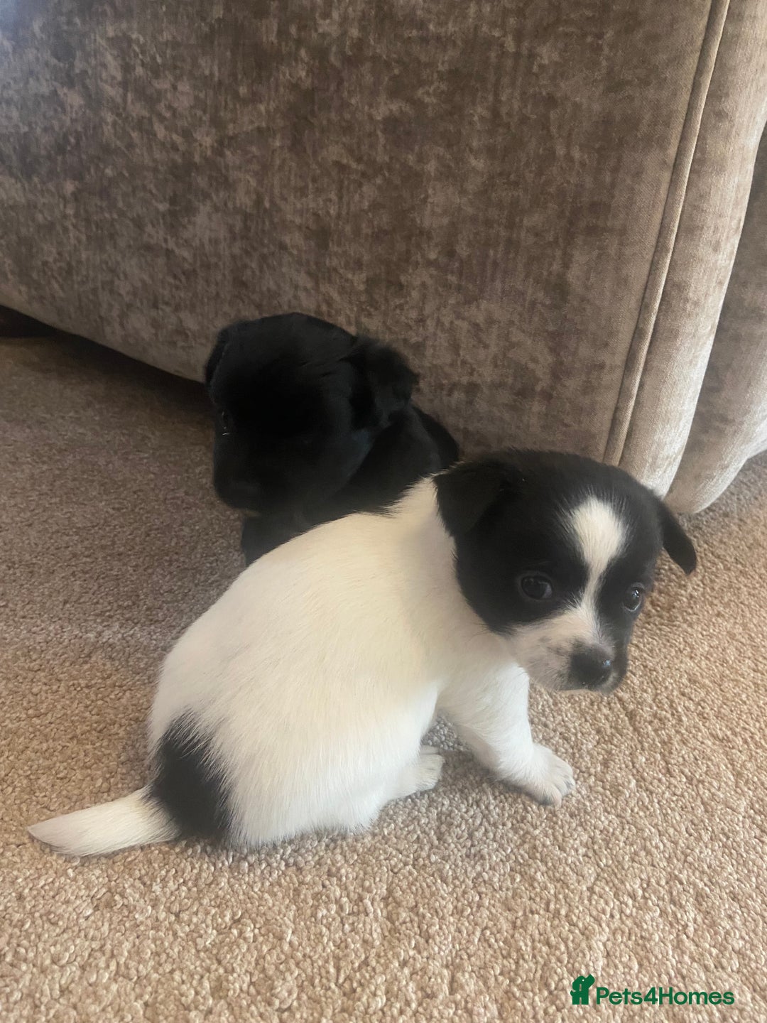Jack Russell dogs for sale: Beautiful jack Russell terrier puppies  - Image 10