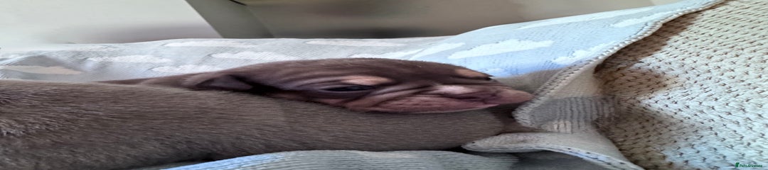 Almond M
