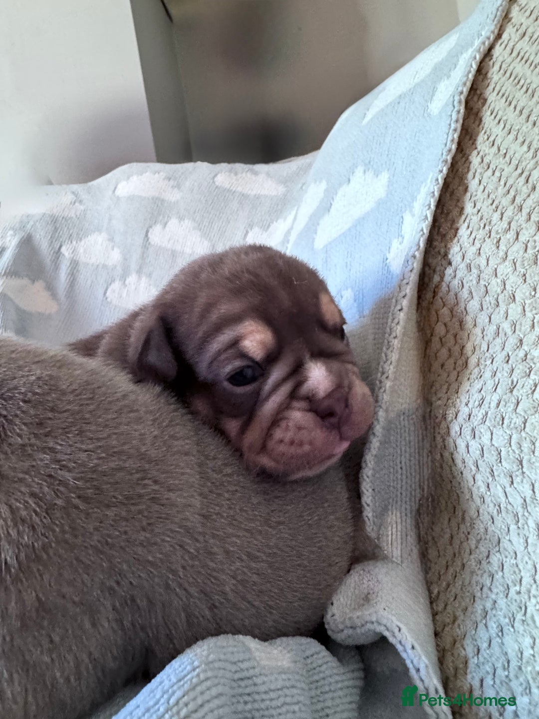 English Bulldog dogs for sale: Self Whelped Healthy English bulldog Babies❤️🤍 - Image 19