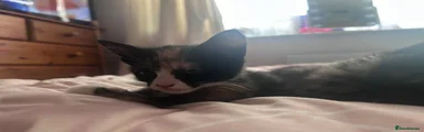 female kitten 
