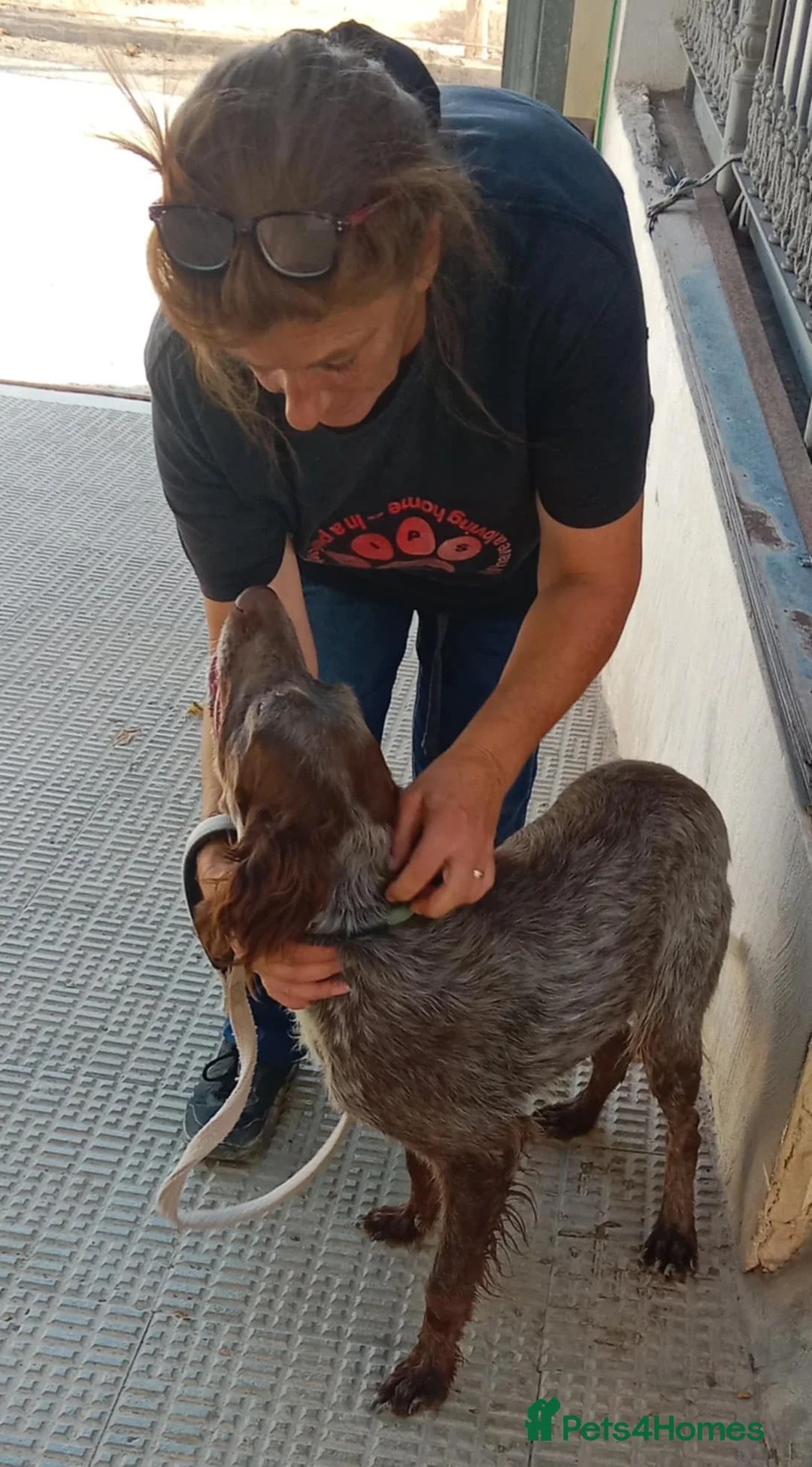 Pointer dogs for adoption: Koko (currently in Cheshire Foster)  in Tarporley - Advert 2