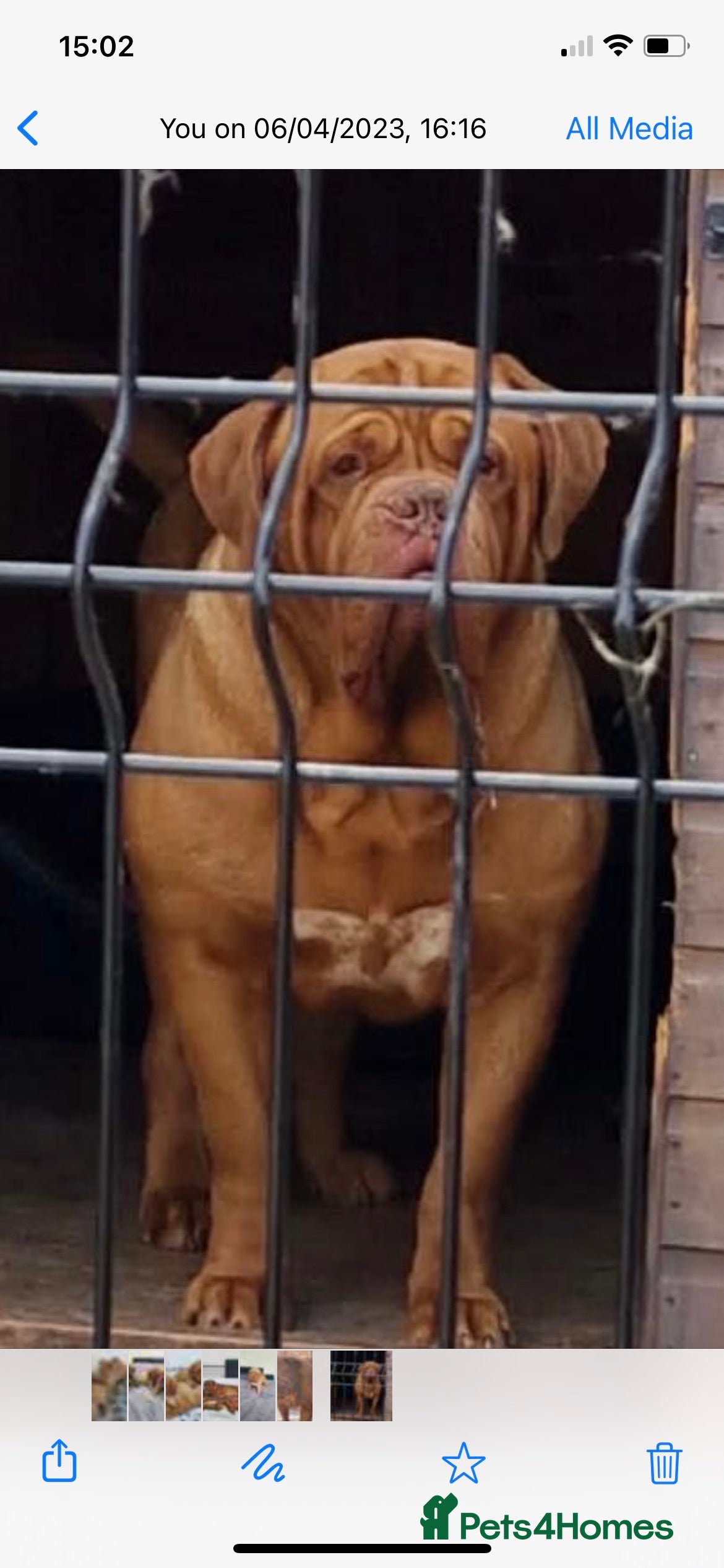 Dogue De Bordeaux dogs Stunning male for stud in Liverpool - Advert 1
