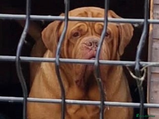 Dogue De Bordeaux dogs Stunning male for stud in Liverpool - Advert 1