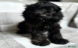 Cockapoo dogs for sale: Beautiful cockapoos looking for forever homes  - Image 12