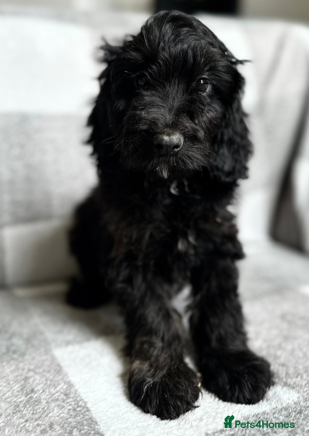 Cockapoo dogs for sale: Beautiful cockapoos looking for forever homes  - Image 12