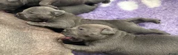 Staffordshire Bull Terrier dogs for sale: Staffordshire bull terrier blue kc reg full ped in Rhyl - Advert 30