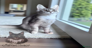 Maine Coon cats - Advert 10