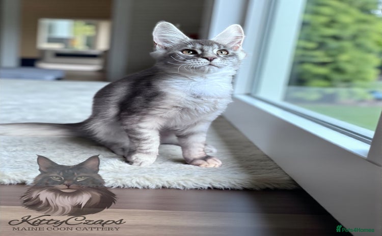 Maine Coon cats - Advert 16
