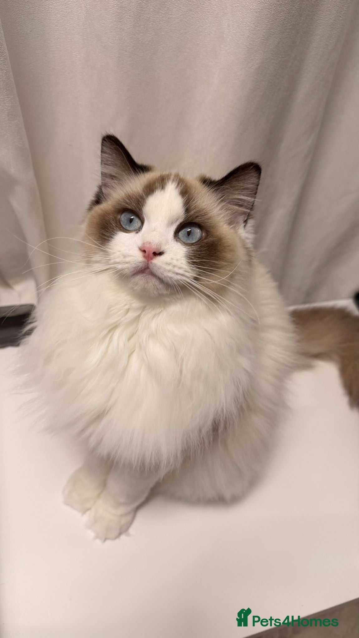 Ragdoll cats GCCF Ragdoll Sealpoint Mitted kitten - Advert 2