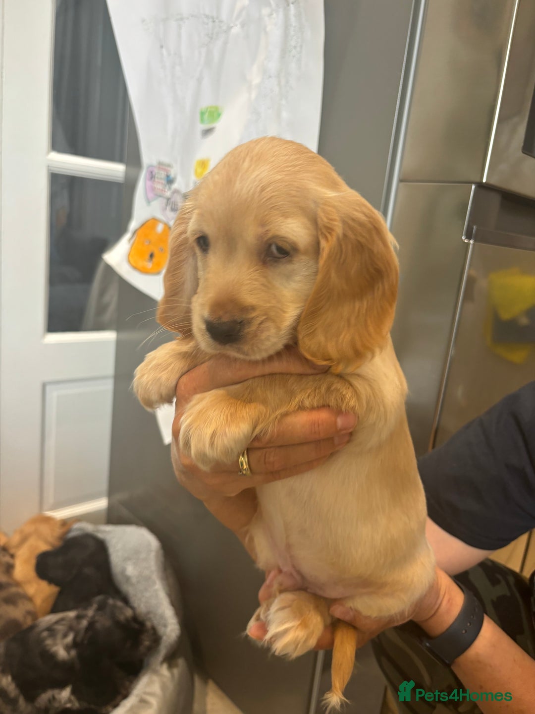 Cocker Spaniel dogs for sale: Cute show type very rare colours dna health tested - Image 12
