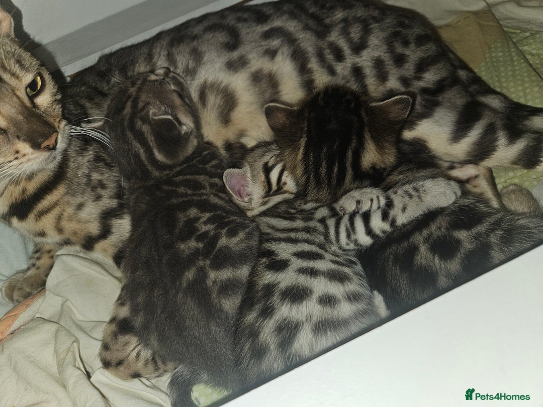 Bengal cats for sale: Pure pedigree bengals avaliable  - Image 22