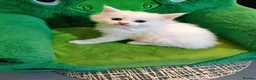 Maine Coon cats for sale: Maine Coon  - Advert 21