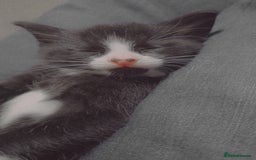 Mixed Breed cats for sale: Tiny Tuxedo Explorer Bella  - Image 5