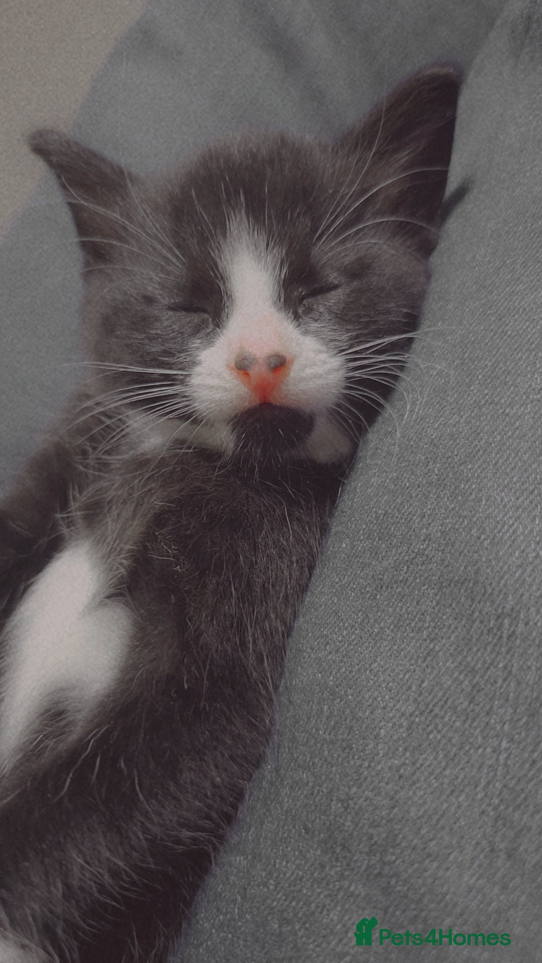 Mixed Breed cats for sale: Tiny Tuxedo Explorer Bella  - Image 5