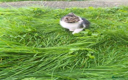 Domestic Shorthair cats for sale: Adorable Kittens Looking for Loving Homes 🐾 - Image 13