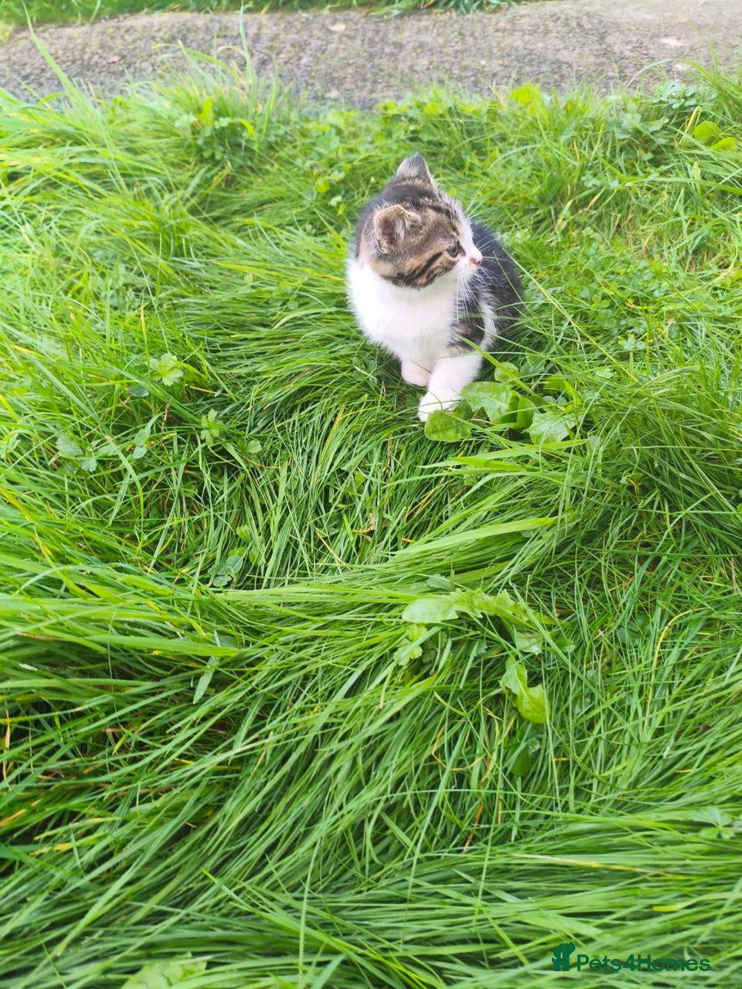 Domestic Shorthair cats for sale: Adorable Kittens Looking for Loving Homes 🐾 - Image 13