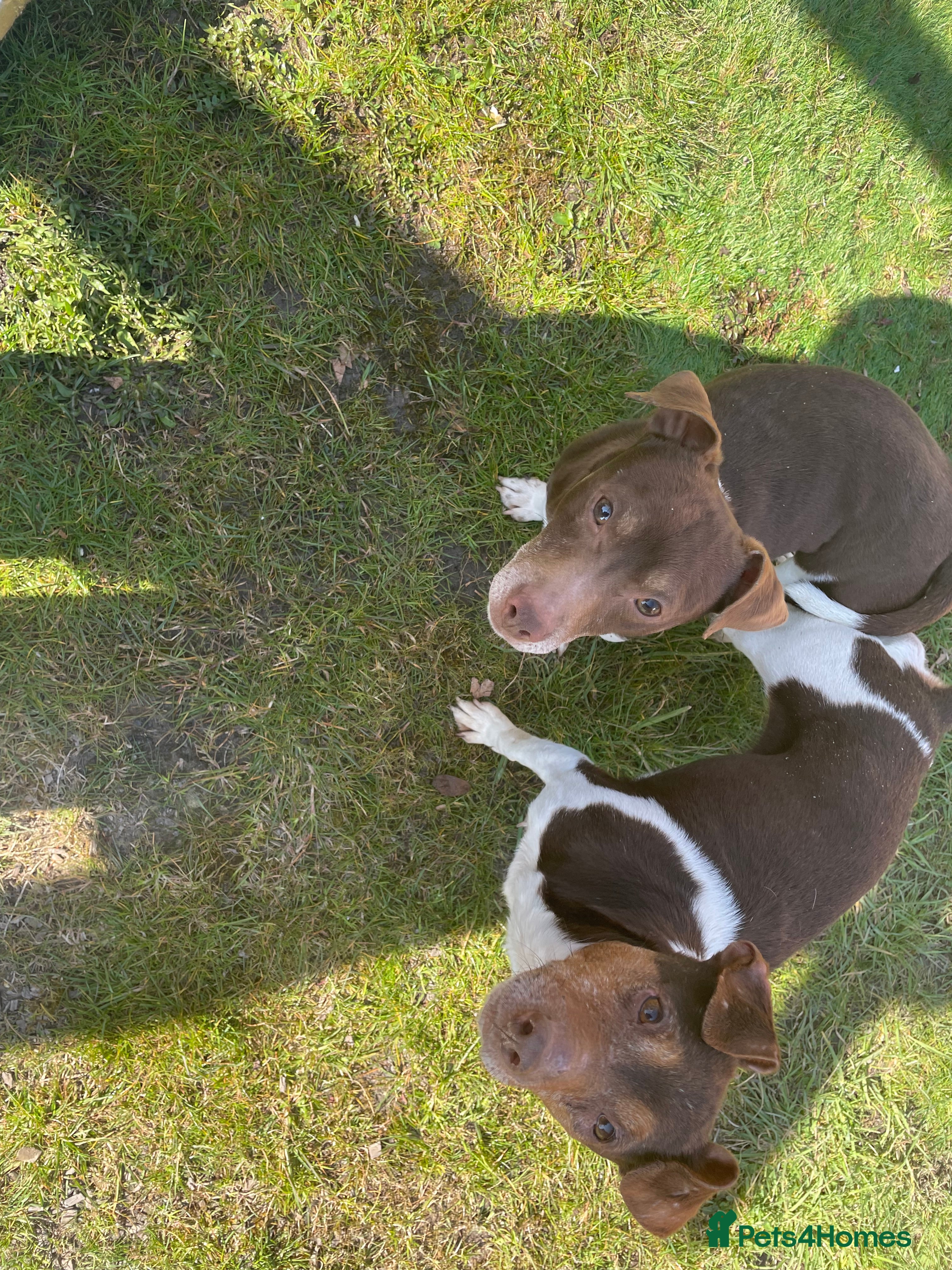 Jack Russell dogs jack russell for stud in Wednesbury - Advert 13